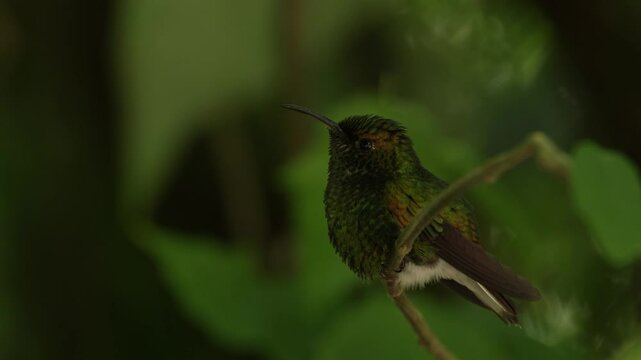 Coppery-headed Emerald, Elvira cupreiceps, flying next to nice pink flower, sucking nectar in tropical wet forest, bird in the nature habitat, Costa Rica. Beautiful hummingbird in the tropic forest.
