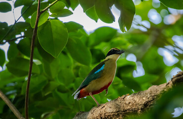fairy pitta it is a bird that migrates through the country during the winter.