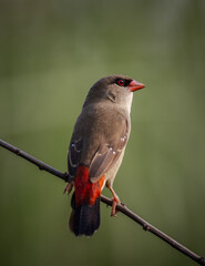 Red avadavat  It is a small bird in the bird family. This bird is found in open fields and grasslands in tropical Asia.