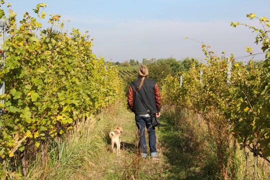Person mit Hund in herbstlichen Weinbergen 