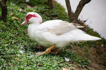 white duck in the grass