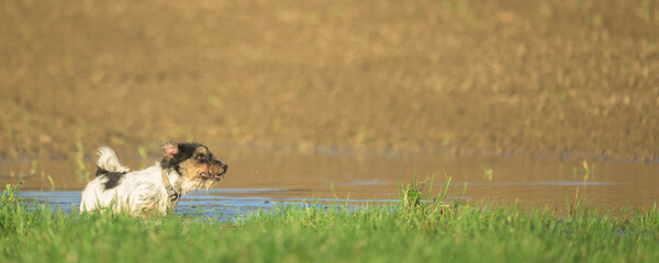 Jack Russell Terrier dog stands in a puddle on a meadow