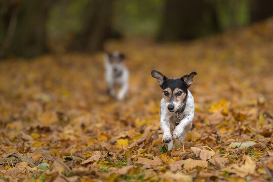 Two small dogs running fast over autumn leaves - jack russell