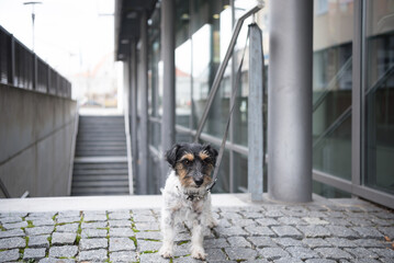 Sad small Jack Russell Terrier dog tied to on a pole. Maybe the dog was also abandoned and left behind