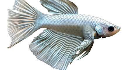 A sleek and shiny silver fish with a streamlined body, fins spread wide, isolated on a transparent background