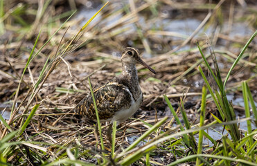 Fototapeta premium Greater painted-snipe It is a water bird in the order of shorebirds that looks different from most other birds. That is, females are more colorful than males. and does not help the male in incubating.