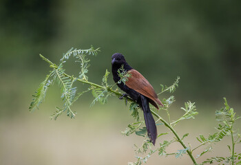 Lesser Coucal It is a bird that lives in the meadows. wetland and mainly fertile agricultural areas.