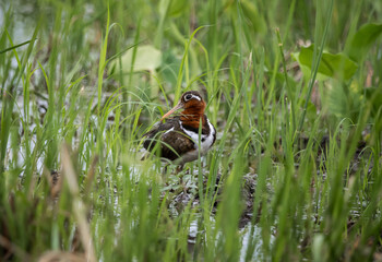 Greater painted-snipe It is a water bird in the order of shorebirds that looks different from most other birds. That is, females are more colorful than males. and does not help the male in incubating.