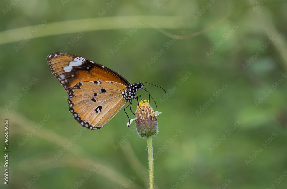 Wall mural plain tiger perched on a grass flower and photographed in macro.