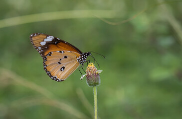 Plain Tiger Perched on a grass flower and photographed in macro.