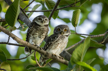 Spotted owlet it is a type of bird of prey such as an owl. that can be found in Thailand.