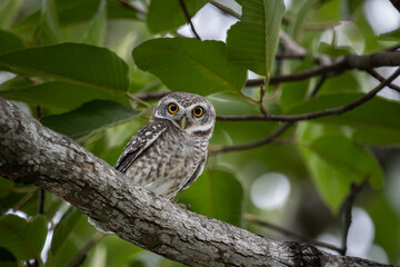 Spotted owlet it is a type of bird of prey such as an owl. that can be found in Thailand.