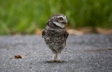 Spotted owlet it is a type of bird of prey such as an owl. that can be found in Thailand.