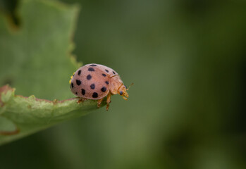Ladybird, Ladybug on green leaf close u shot.