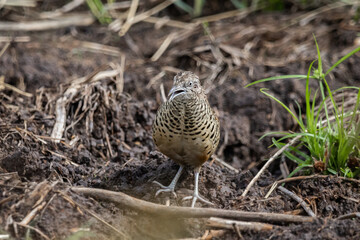 Barred Buttonquail It is a resident bird that can be found in Thailand and Southeast Asia.