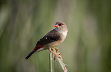 Red avadavat  It is a small bird in the bird family. This bird is found in open fields and grasslands in tropical Asia.