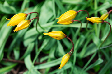 Junge gelbe Lilien © Werk 9