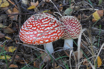muchomory © Krzysztof