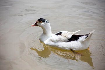 The Ancona duck is a breed of domestic duck, characterised by an unusual and variable broken-colored plumage pattern.