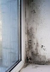 mold on a wet window. vertical