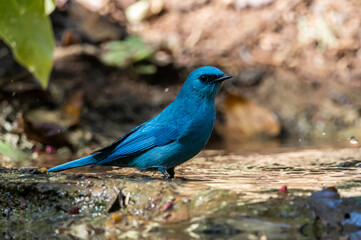 verditer flycatcher ( eumyias thalassinus) A unique bird with a bright blue color. Males have a black stripe at the corner of their eyes. Females are lighter in color.