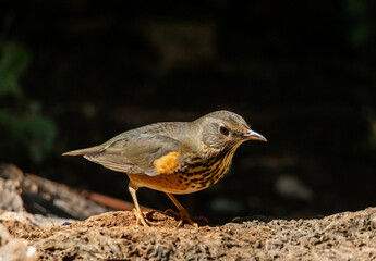 Grey-backed thrush It is a migratory bird escaping the cold weather and wandering into Thailand.