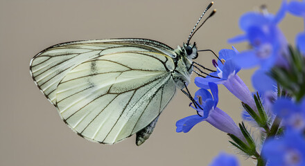 White butterfly on blue flowers in nature. Delicate cabbage white butterfly landing on bright purple-blue lobelia bloom. Garden wildlife macro photo. Spring and summer garden scene