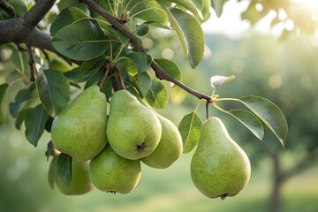 Green Pears Hanging on a Tree | Fresh and Organic Farm Fruit