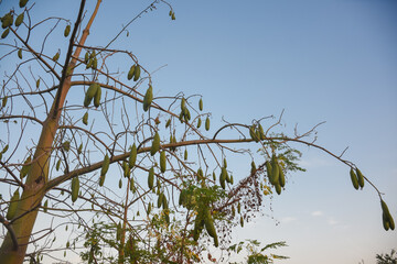 shows a tree laden with elongated green fruits. The branches seem mostly leafless, with a mix of fresh green leaves and some dried vines entangled in them.