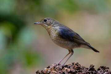 Siberian blue Robin One of the migratory birds that can be found in Thailand during the winter.