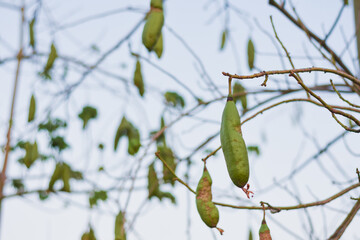Close-up of a branch with long green fruits hanging down. The background is blurred, showing a...