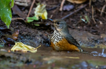 Grey-backed thrush It is a migratory bird escaping the cold weather and wandering into Thailand.