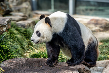 Obraz premium Panda standing on a rock
