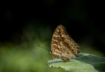 Lemon Pansy  (Linnaeus, 1758) Male and female butterflies have brown wings, orange eye spots, and faded yellow spots..spread on front wings The back wings have clearly visible eye spots.
