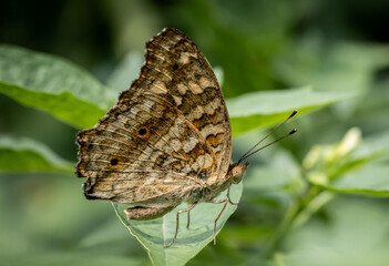 Lemon Pansy (Linnaeus, 1758) Male and female butterflies have brown wings, orange eye spots, and faded yellow spots..spread on front wings The back wings have clearly visible eye spots.