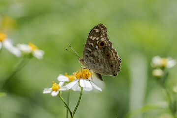 The Lemon Pansy  (Junonia lemonias) Male and female butterflies have brown wings, orange eye spots, and faded yellow spots..spread on front wings The back wings have clearly visible eye spots.