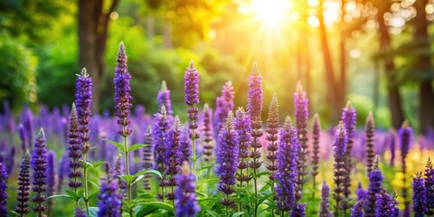 Obraz premium Hyssop blooms in a lush green garden surrounded by tall trees and vibrant flowers, with sunlight filtering through the leaves