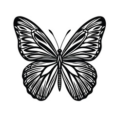 butterfly vector illustration