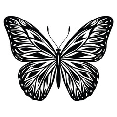 butterfly vector illustration