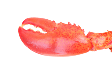 Red lobster isolated on white background