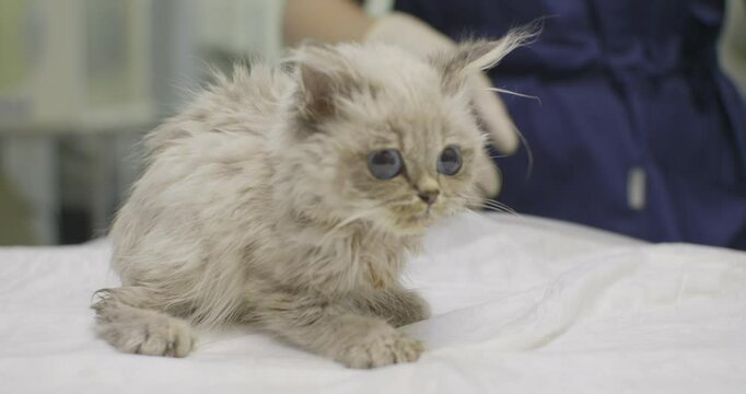 A professional veterinarian carefully examines a shivering, meowing kitten on an examination table. The sick kitten in serious condition was brought to the veterinary clinic for rescue.