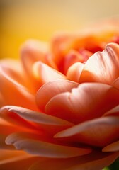 Fototapeta premium Close-up of a delicate peach flower petal showcasing its soft texture