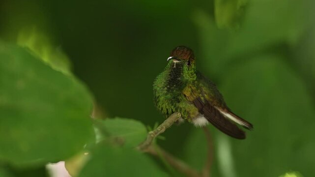 Coppery-headed Emerald, Elvira cupreiceps, flying next to nice pink flower, sucking nectar in tropical wet forest, bird in the nature habitat, Costa Rica. Beautiful hummingbird in the tropic forest.