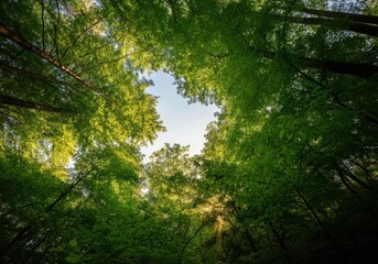 Fototapeta premium Lush green forest canopy framing a bright blue sky above