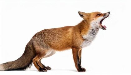 Isolated Red Fox, Vulpes vulpes, Yawning Majestically in a White Background A Striking Portrait of Wild Beauty and Serenity