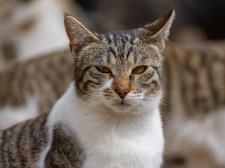 cute tabby cat portrait