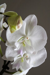 Blooming white orchid flowers beautiful 