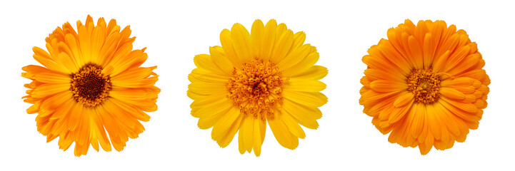Set of three pot marigold (Calendula officinalis) flowers isolated.