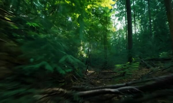 Dynamic Hyperspeed Shot of a Forest with Fast Camera Zoom Movement