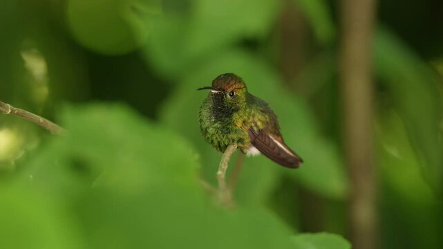 Coppery-headed Emerald, Elvira cupreiceps, flying next to nice pink flower, sucking nectar in tropical wet forest, bird in the nature habitat, Costa Rica. Beautiful hummingbird in the tropic forest.
